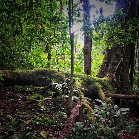 El Remanso Rainforest Lodge Puerto Jiménez Exteriér fotografie