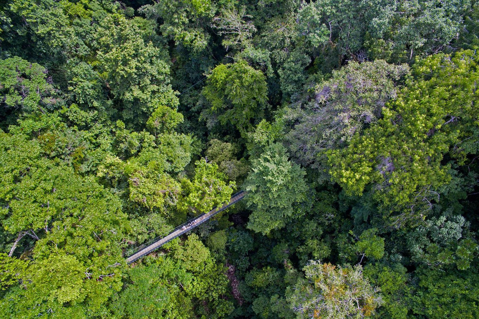 El Remanso Rainforest Lodge Puerto Jiménez Exteriér fotografie