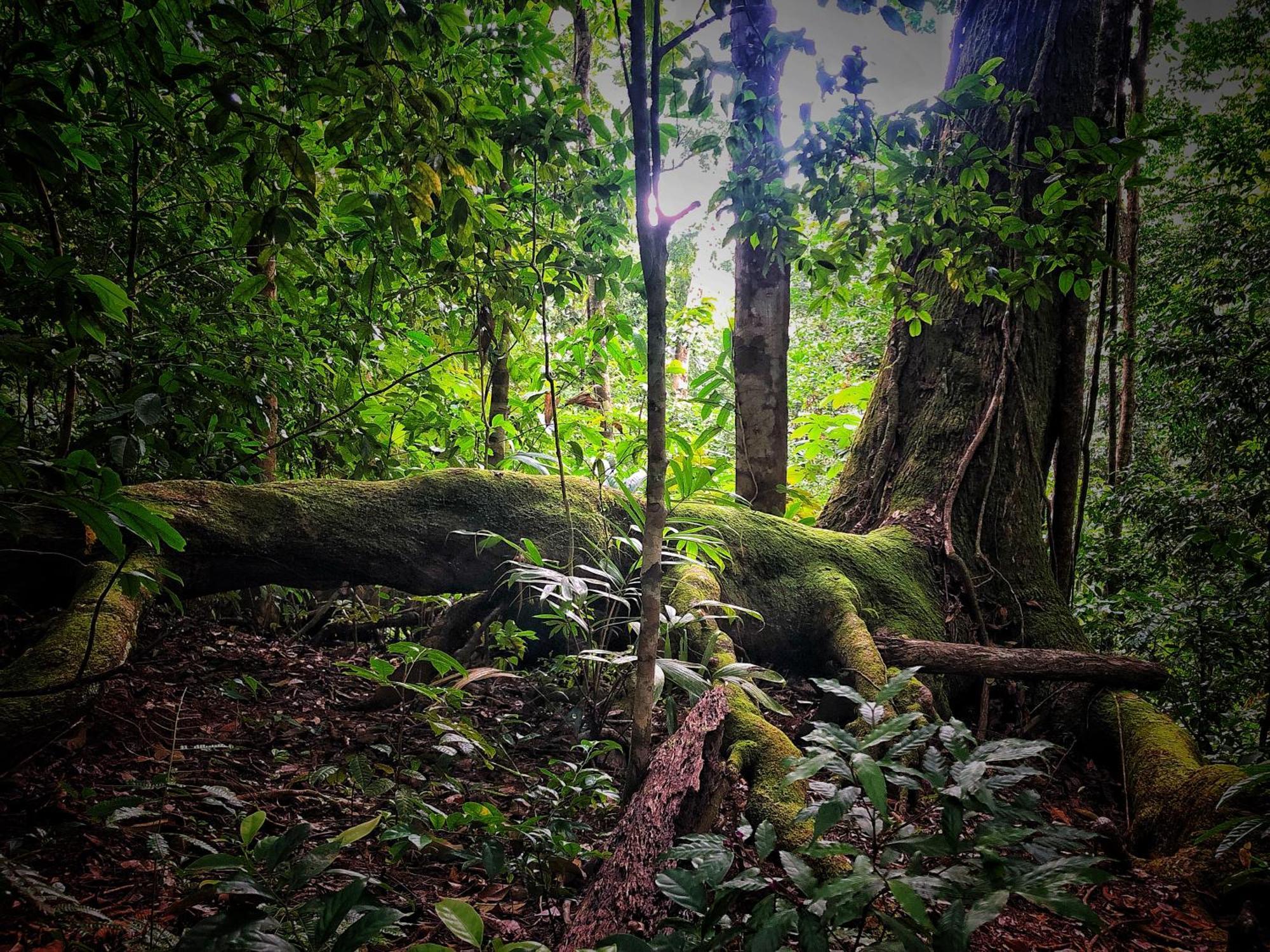 El Remanso Rainforest Lodge Puerto Jiménez Exteriér fotografie